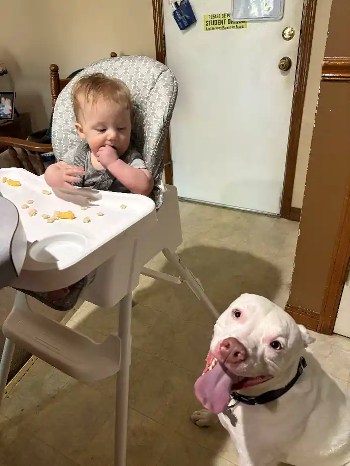 Ares relaxing near Kristin’s grandson